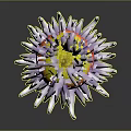 Vibrant Sea Anemone With White Tentacles And Red Base Featuring Yellow Spots