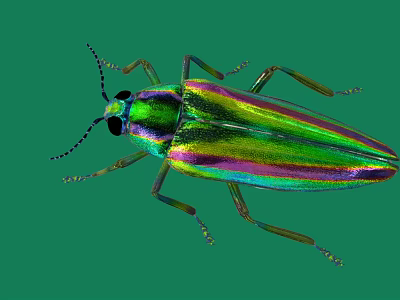 Vibrant Iridescent Beetle With Metallic Green Purple Hues On Green Background 3d model