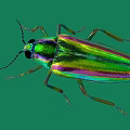 Vibrant Iridescent Beetle With Metallic Green Purple Hues On Green Background