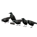 Five Black Birds Standing Together Near Small Block Foraging For Food