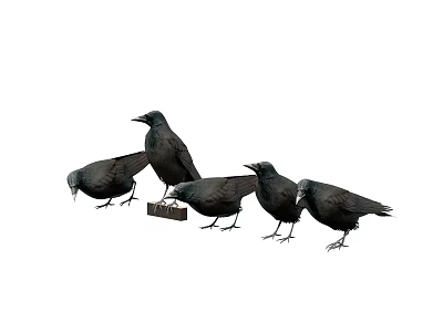Five Black Birds Standing Together Near Small Block Foraging For Food 3d model
