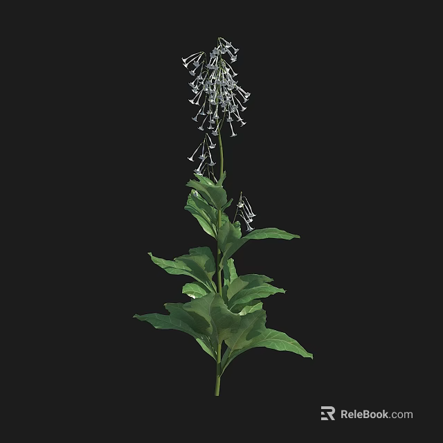 Elegant Tall Green Leaf Plant With Long Stem And White Small Flowers 3d model 