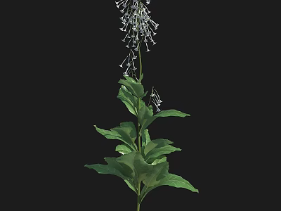 Elegant Tall Green Leaf Plant With Long Stem And White Small Flowers 3d model