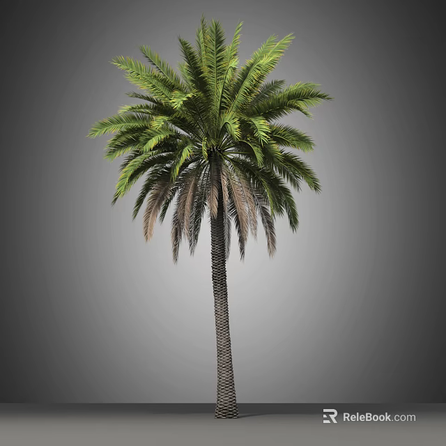 Tall Palm Tree With Green Fronds And Brown Trunk On Gray Background 3d model 