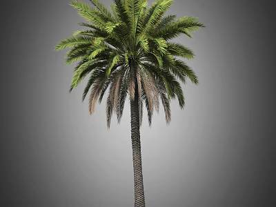 Tall Palm Tree With Green Fronds And Brown Trunk On Gray Background 3d model