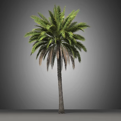 Modern Palm Tree 3d model