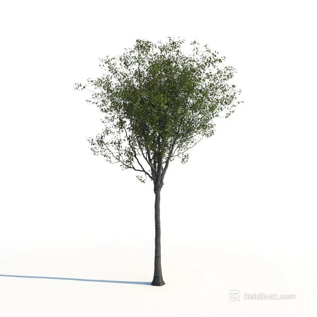Tall Arbor Tree with Straight Trunk and Lush Green Foliage for Garden Landscaping 3d model 