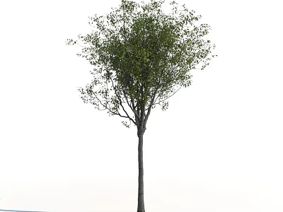 Tall Arbor Tree with Straight Trunk and Lush Green Foliage for Garden Landscaping 3d model