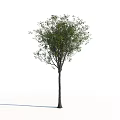 Tall Arbor Tree with Straight Trunk and Lush Green Foliage for Garden Landscaping