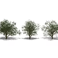 The Modern Tree 3d model