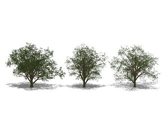 The Modern Tree 3d model