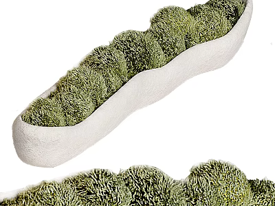 Indoor Decorative Bonsai Potted Plants with Round Green Foliage in White Oblong Planter 3d model