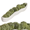 Indoor Decorative Bonsai Potted Plants with Round Green Foliage in White Oblong Planter