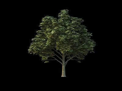 Arbor With Lush Green Foliage And Tall Straight Trunk On Black Background 3d model
