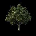 Arbor With Lush Green Foliage And Tall Straight Trunk On Black Background