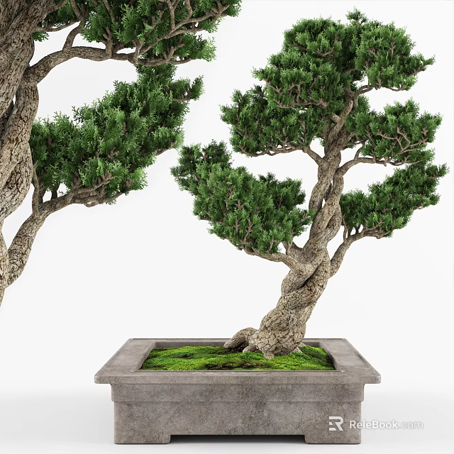 Bonsai Plant With Twisted Trunk In Square Pot And Green Moss Foliage 3d model 
