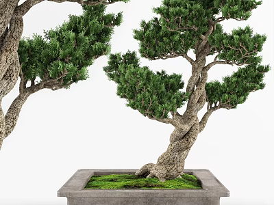 Bonsai Plant With Twisted Trunk In Square Pot And Green Moss Foliage 3d model