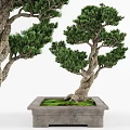 Bonsai Plant With Twisted Trunk In Square Pot And Green Moss Foliage