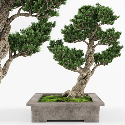Bonsai Plant With Twisted Trunk In Square Pot And Green Moss Foliage 3d model