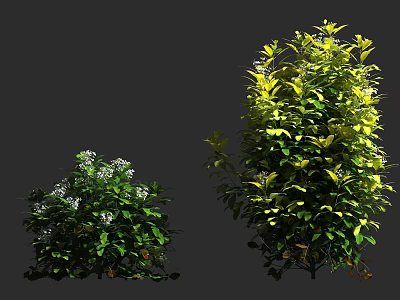 Short Shrubs with White Flowers and Tall Shrubs with Lush Green Leaves 3d model
