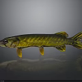 Yellow and Green Striped Pike Fish With Elongated Body Fins And Reflection On Gray Background