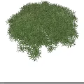 Green Lush Bush With Small Leaves In Rounded Shape On Black Background 3d model