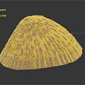 Beautiful Marine Limpet Shell With Brown Yellow Stripes And Textured Surface