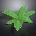 Large Green Tropical Leaves With Vibrant Veins For Interior Decoration