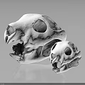 White Animal Skulls Large And Small Displayed On Dark Reflective Background 3d model