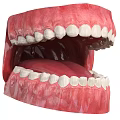 Detailed Anatomical Human Mouth 3D Model With Teeth Gums And Tongue