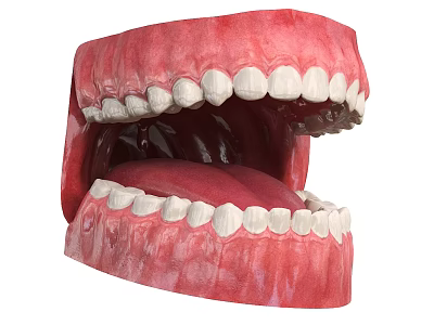 Detailed Anatomical Human Mouth 3D Model With Teeth Gums And Tongue 3d model