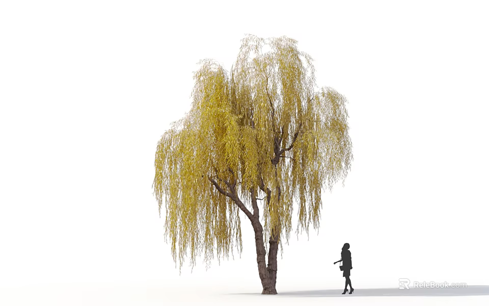 Willow Tree With Long Yellow Hanging Branches And Thick Trunk With Person Walking Nearby 3d model 