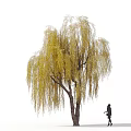 Willow Tree With Long Yellow Hanging Branches And Thick Trunk With Person Walking Nearby