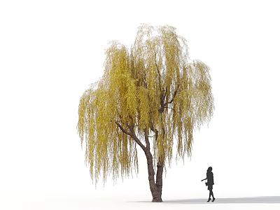 Willow Tree With Long Yellow Hanging Branches And Thick Trunk With Person Walking Nearby 3d model