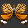 Vibrant Orange And Brown Butterfly With Detailed Wings And White Spots On Dark Backdrop