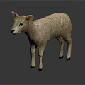 White Lamb with Curly Wool Standing on Black Smooth Surface with Grey Background