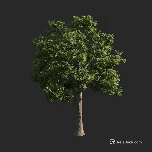 Lush Tall Natural Tree With Dense Green Foliage And Sturdy Straight Trunk 3d model 