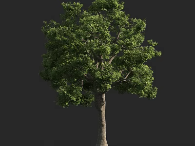 Lush Tall Natural Tree With Dense Green Foliage And Sturdy Straight Trunk 3d model