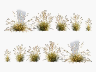 Ornamental Grass Varieties with Different Sizes and Shapes for Garden Landscaping Design 3d model