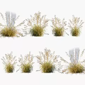 Ornamental Grass Varieties with Different Sizes and Shapes for Garden Landscaping Design