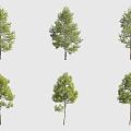 Leaflet Tilia European Tilia Landscape Tree 3d model