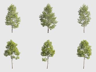 Leaflet Tilia European Tilia Landscape Tree 3d model