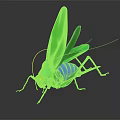 Green grasshopper with yellow head blue abdomen long antennae green wings on black background reflection