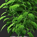 Tomato Potted Plant With Green Leaves And Red Fruits In Burlap Pot