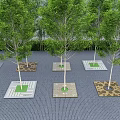 Outdoor Tree Pits With Green Trees On Paved Ground And Various Designs