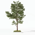 Lush Green Arbor With Healthy Foliage And Strong Trunk In Natural Setting