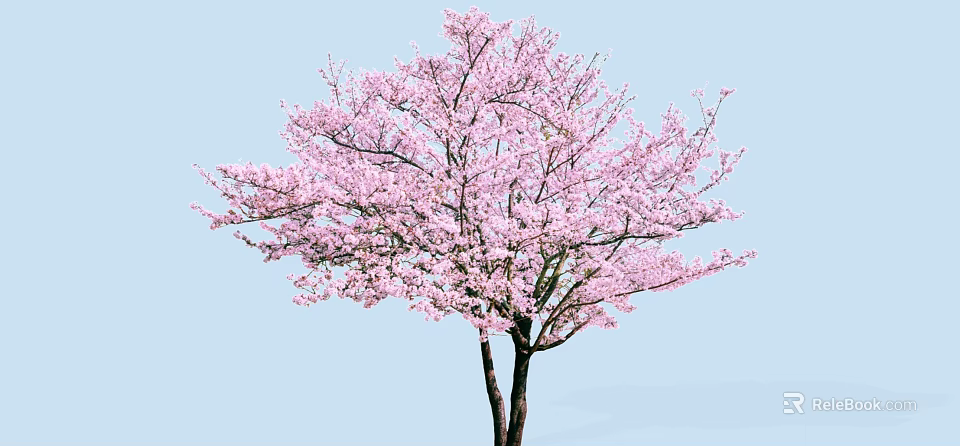 Beautiful Tree With Pink Blossoms And Lush Branches Against Light Blue Sky 3d model 