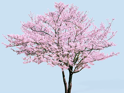 Beautiful Tree With Pink Blossoms And Lush Branches Against Light Blue Sky 3d model