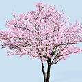 Beautiful Tree With Pink Blossoms And Lush Branches Against Light Blue Sky