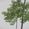 Different Sizes of Trees with Lush Green Leaves and Brown Trunks Displaying Various Growth Stages